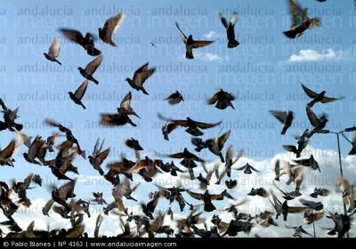 Ahuyentando palomas