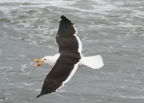 Gaviotas